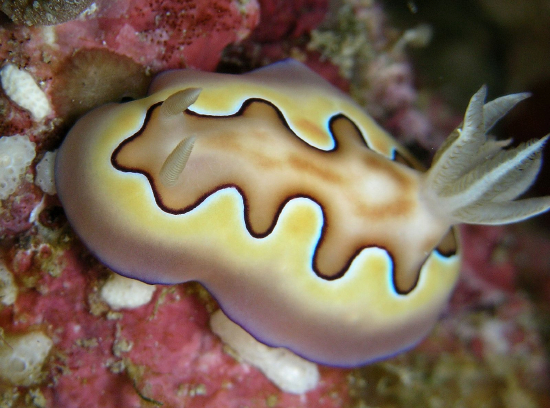  Goniobranchus coi (Sea Slug)